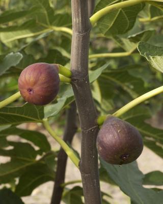 Produktabbildung 1 für Feige Super Frucht