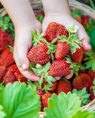 Produktabbildung für Aroma-Erdbeere, 6tlg.