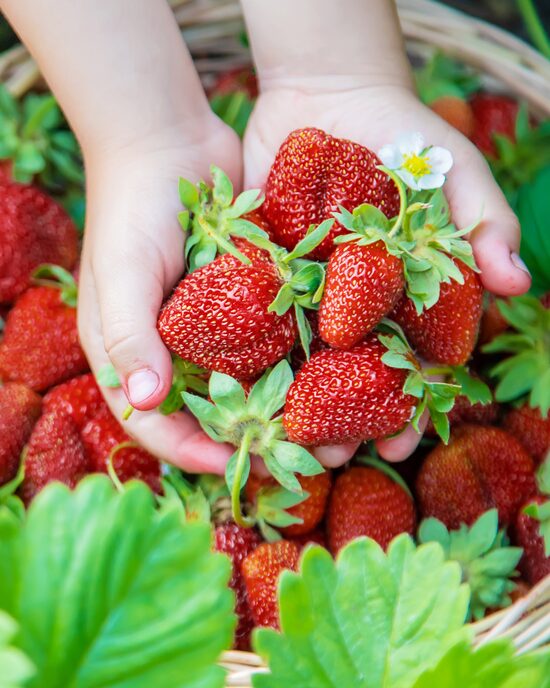 Produktabbildung für Aroma-Erdbeere, 6tlg.