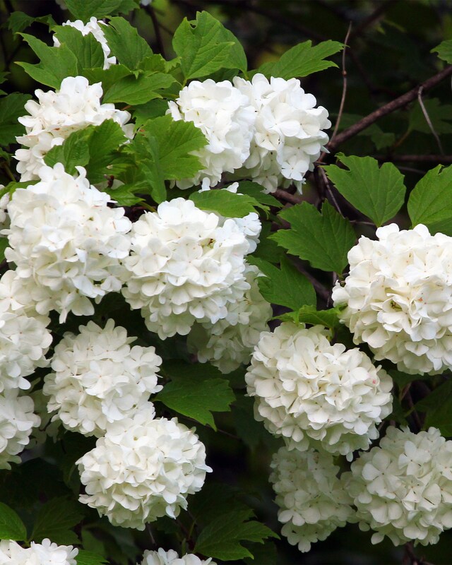 Viburnum Popcorn