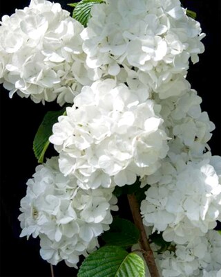 Viburnum Popcorn