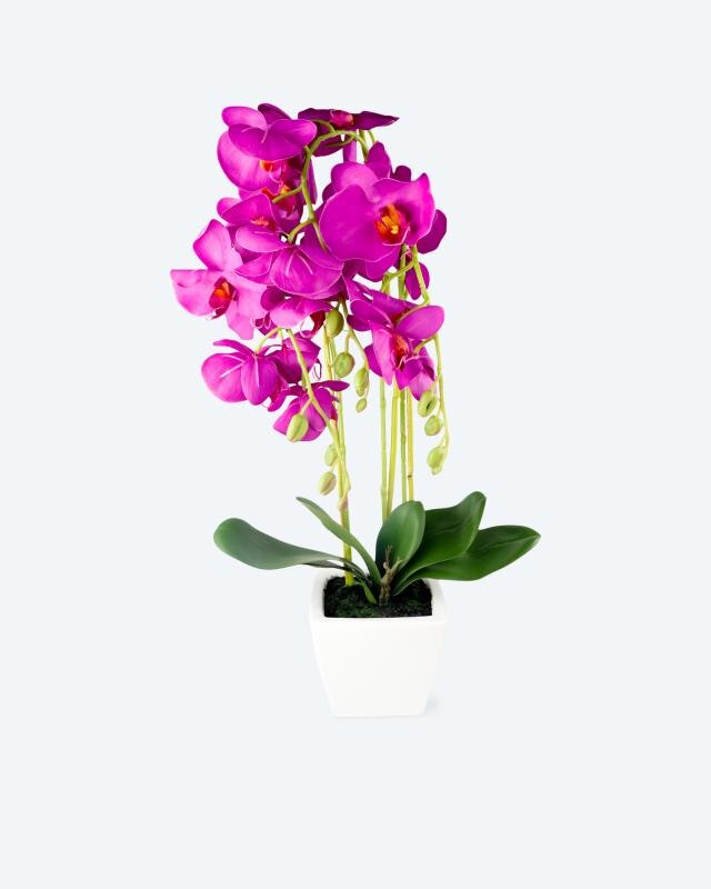 Produktabbildung für Orchidee im Keramiktopf
