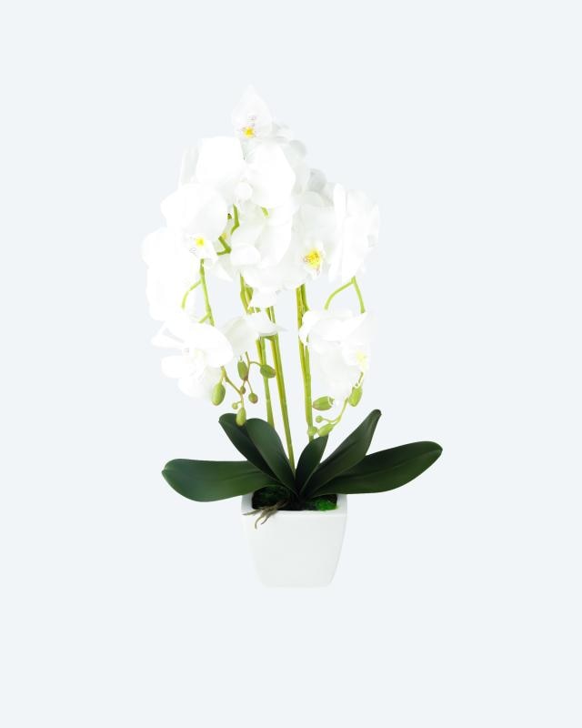 Produktabbildung für Orchidee im Keramiktopf