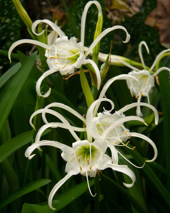 Produktabbildung für Ismene Festalis, 5Stk.