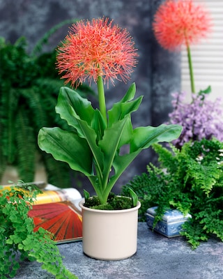Produktabbildung 2 für Rote Blutblume