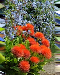 Produktabbildung für Rote Blutblume