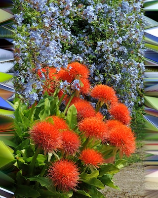 Produktabbildung 1 für Rote Blutblume