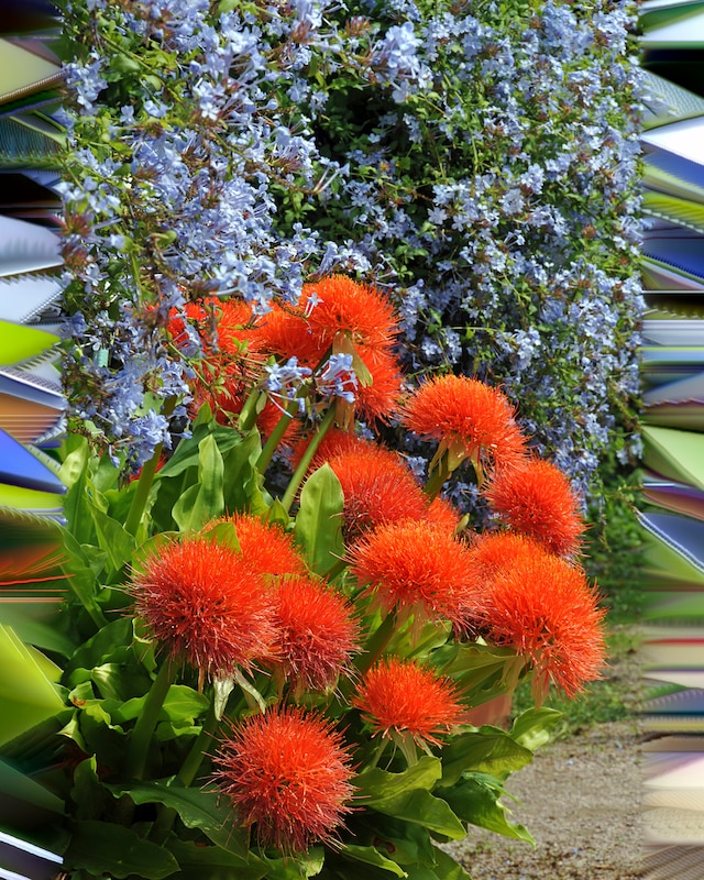 Rote Blutblume