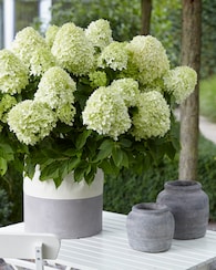 Produktabbildung für Rispenhortensie Little Spooky