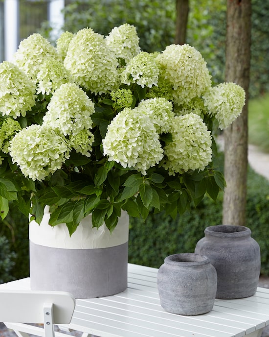 Produktabbildung für Rispenhortensie Little Spooky