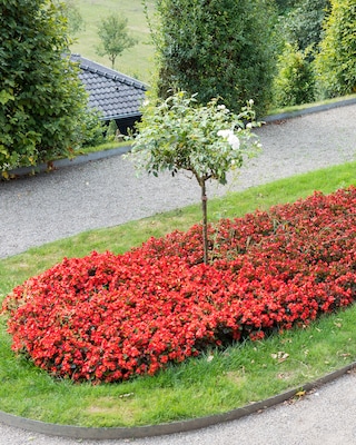 Produktabbildung 2 für Bauernbegonien, 4tlg.