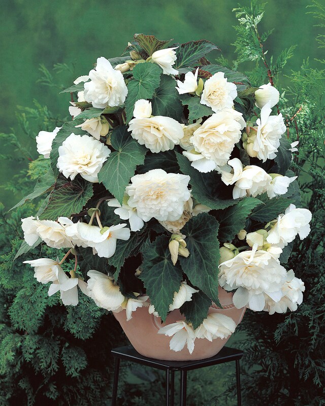 Kuders besondere Hängebegonien