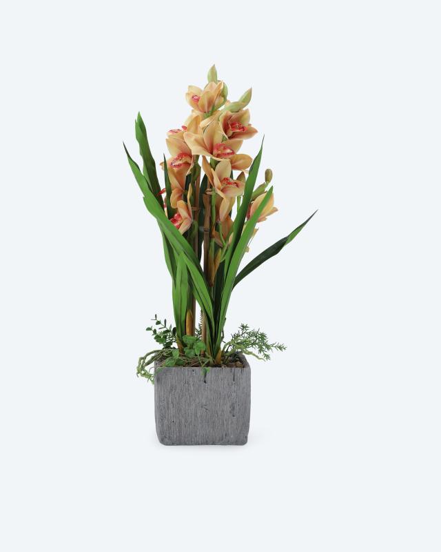 Produktabbildung für Orchideen im grauen Topf