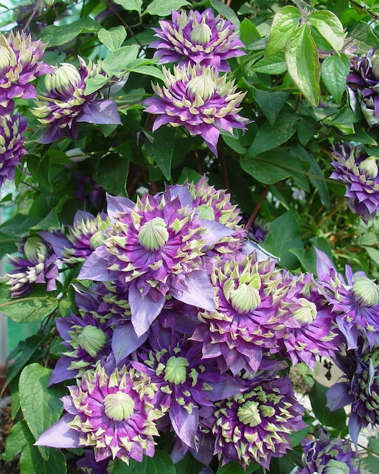 Produktabbildung für Clematis Taiga