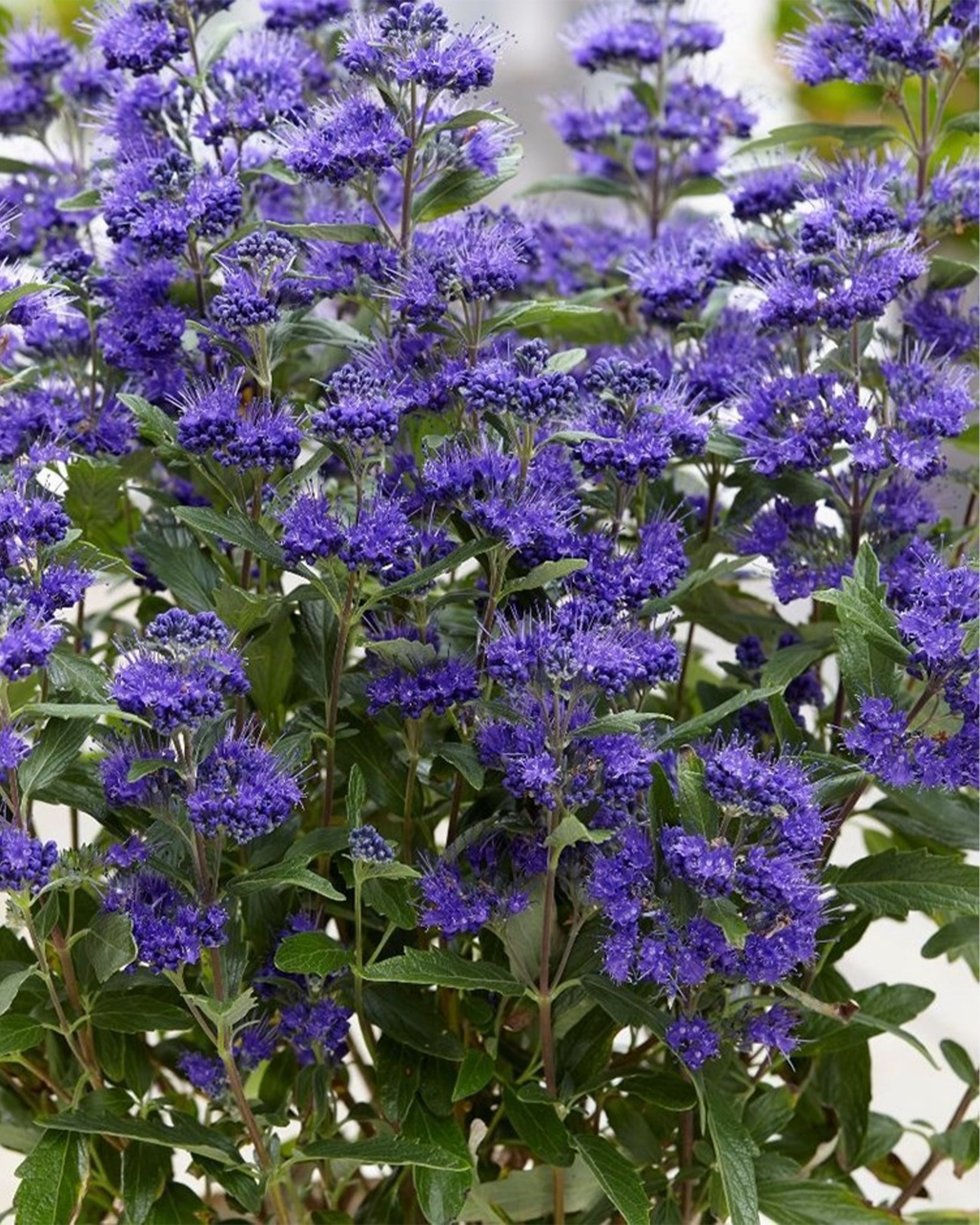 Produktabbildung für Besondere Bartblume Grand Bleu