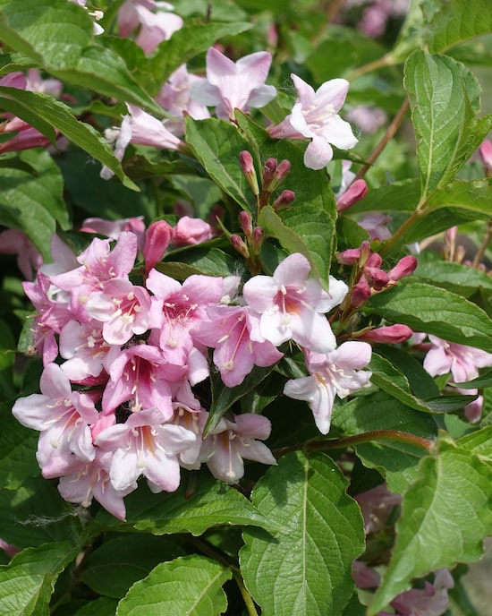 Produktabbildung für Bienenfreund Weigelia "Big Love"