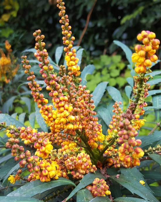 Produktabbildung für Mahonia "Volcano"