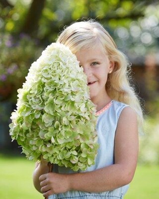 Rispenhortensie "Herkules"