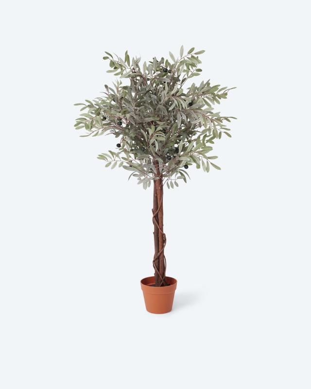 Produktabbildung für Olivenbaum