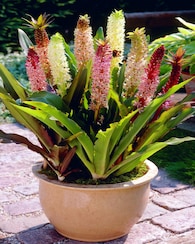 Produktabbildung für Bunt blühende Ananas, 4tlg.