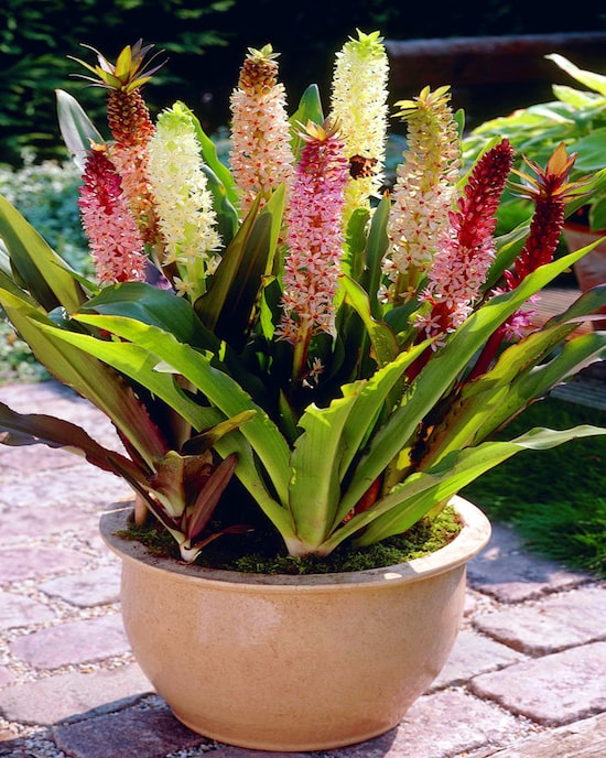 Produktabbildung für Bunt blühende Ananas, 4tlg.