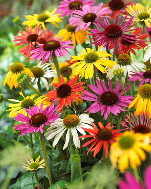 Sonnenhut (Echinacea) Butterfly Mix, 8tlg.