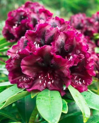 Rhododendron "Polarnacht"