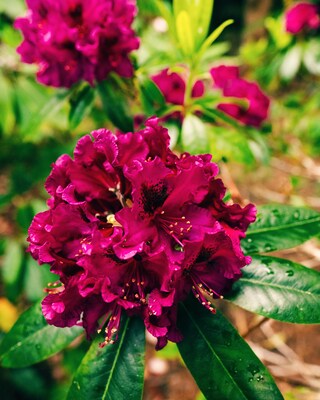 Rhododendron "Polarnacht"