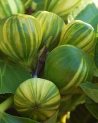 Produktabbildung für Feige "Panachee"