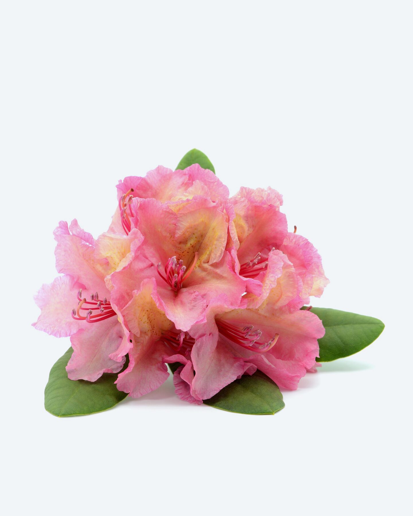 Produktabbildung für Rhododendron "Sun Fire"