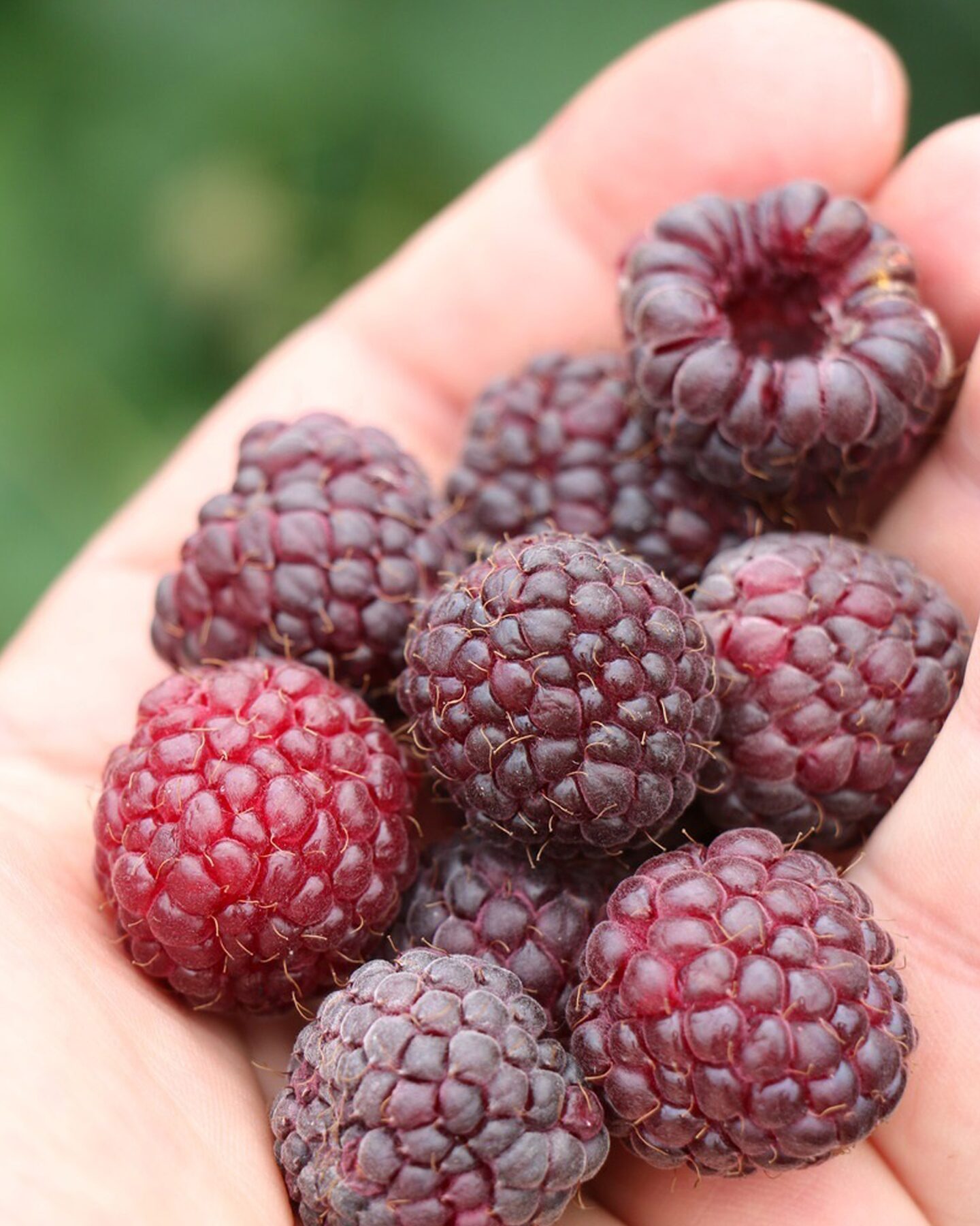 Produktabbildung für Purpur Lila Himbeere