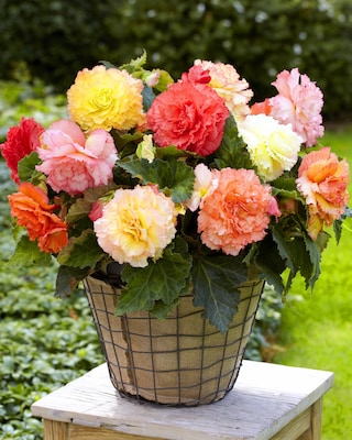 Produktabbildung 1 für Begonien Mix "Samba"