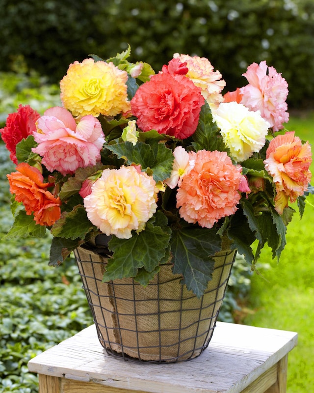 Begonien Mix "Samba"