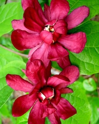 Produktabbildung für Echter Gewürzstrauch