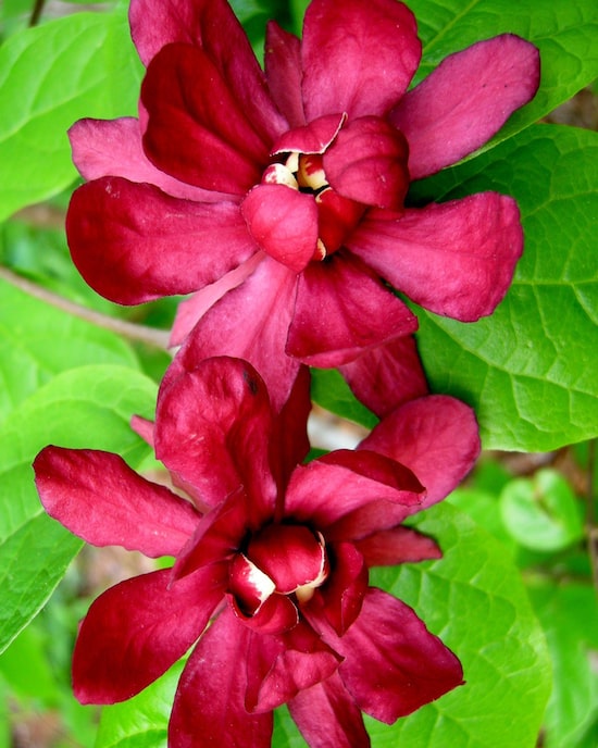 Produktabbildung für Echter Gewürzstrauch