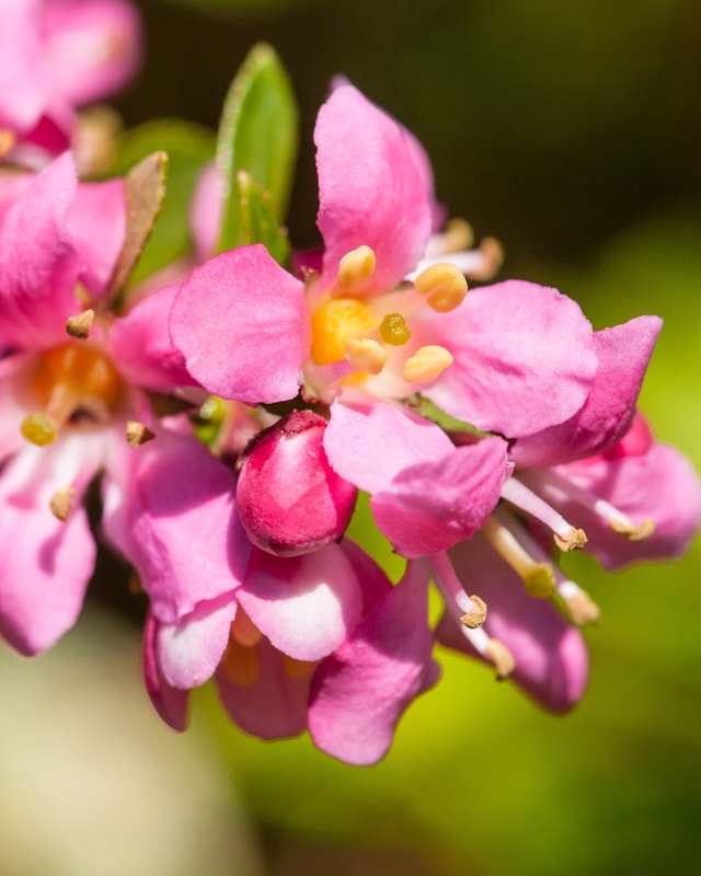 Duftblume "Pink Elle"