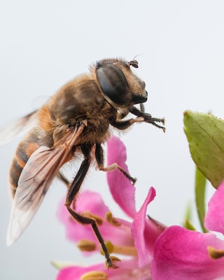 Produktabbildung 2 für Duftblume "Pink Elle"