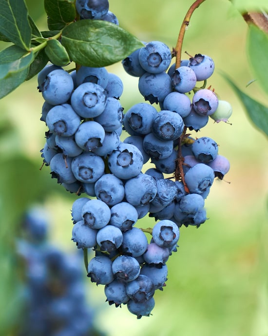 Produktabbildung für Heidelbeeren, 2er Set