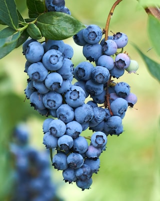 Produktabbildung 1 für Heidelbeeren, 2er Set