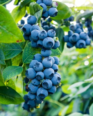 Produktabbildung 2 für Heidelbeeren, 2er Set