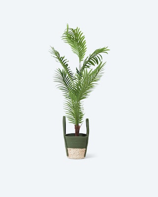 Palme im grünen Basttopf