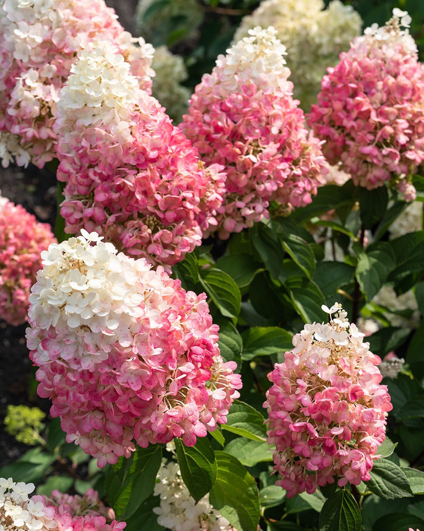 Produktabbildung für Rispenhortensie "Living Pinky"