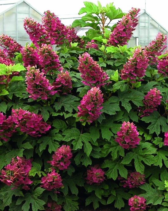 Produktabbildung für Rispenhortensie "Ruby Slippers"