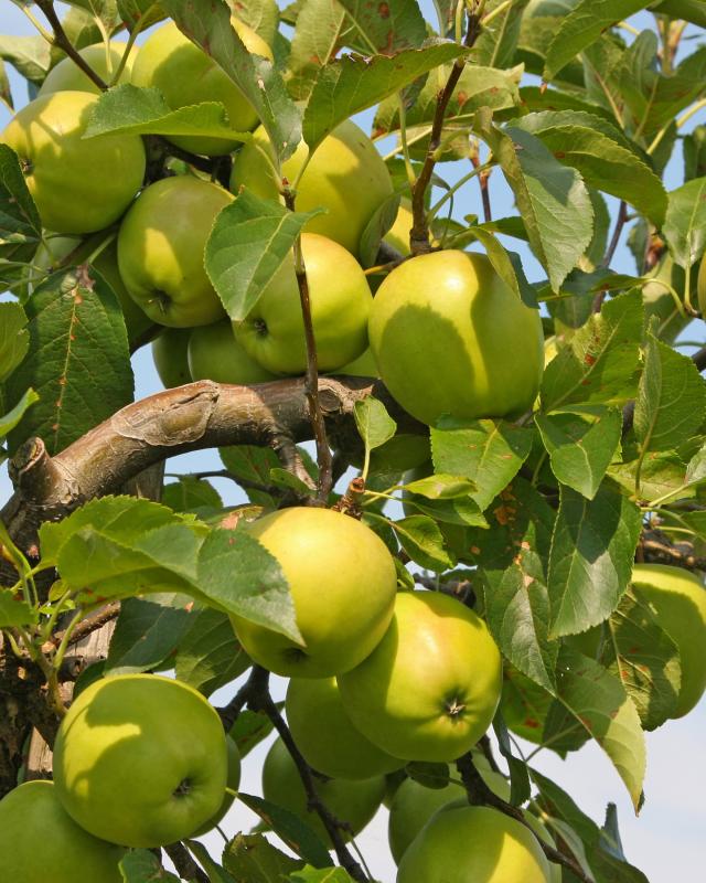 Produktabbildung für Apfel Golden Delicious