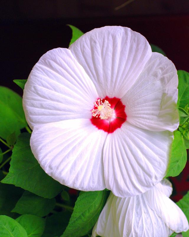 XXL Hibiscus