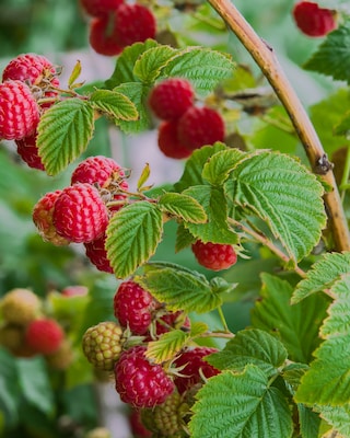 Produktabbildung 2 für Topf Himbeere in Rot