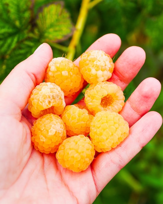 Produktabbildung für Topf Himbeere in Gelb