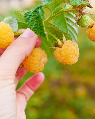 Produktabbildung 2 für Topf Himbeere in Gelb