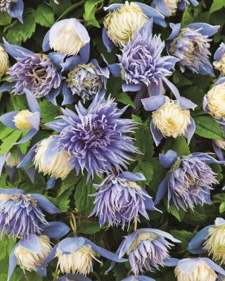 Produktabbildung 1 für Clematis "Ocean Pearl"