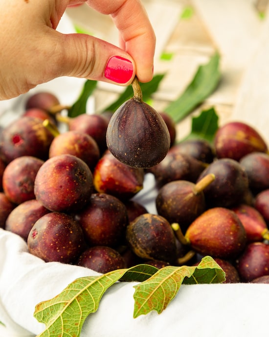 Produktabbildung für Feige "Miss Figgy"